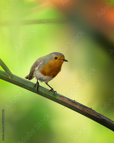 Closeup shot of a European robin bird perched on a branch.