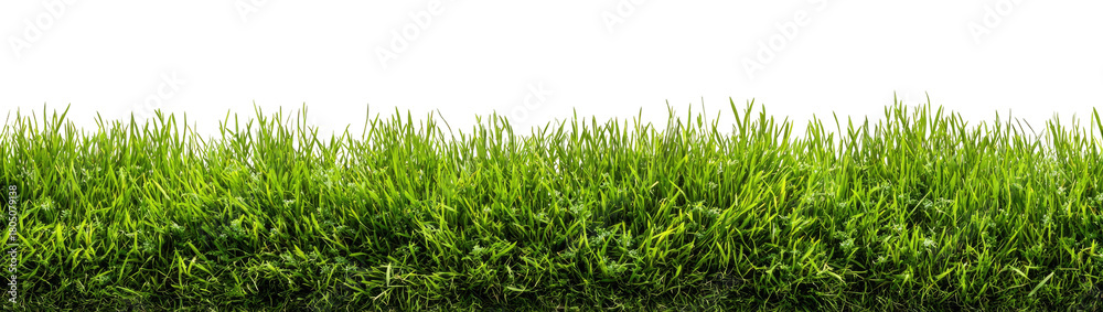 Fototapeta premium Lush green grass border against black background