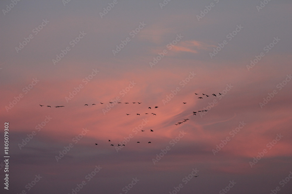 Naklejka premium migrating cranes in the sky