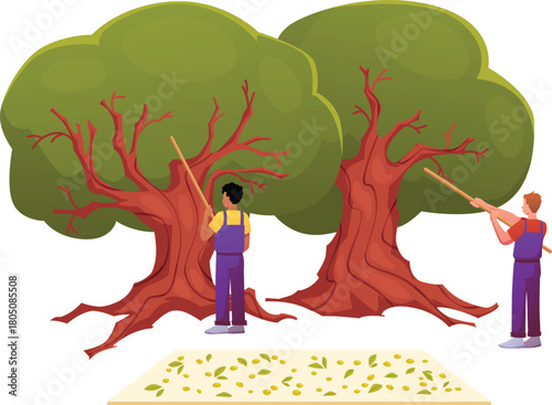 Green olive tree workers harvesting, vector men collecting olive fruits from tree branches, olive oil production process