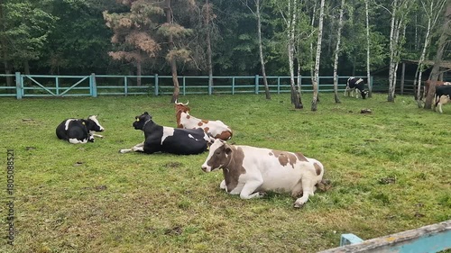 Wide shot of a herd of dairy cows resting in a grassy field. Spotted black-and-white and brown cattle lie down peacefully near a blue fence, with a birch forest in the background of a tranquil farm.