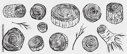 Hand drawn tree cross-sections, logs, and branches with visible growth rings and bark texture. Vector sketch illustration in vintage crayon charcoal style. Wooden cuts