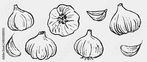 Hand drawn garlic bulbs and cloves. Spice, vegetable drawing. Vector sketch illustration in vintage crayon charcoal style