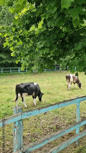 Wide vertical shot of a flock of sheep in a dirt farm pen, showing their shaggy woolly coats and young lambs lying down near a blue fence in summer, perfect for agricultural or livestock-themed