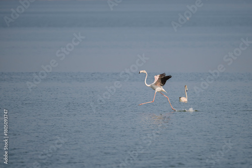 Greater Flamingos landing at Eker bay, Bahrain.