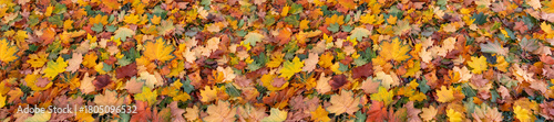 Dense layer of autumn leaves in yellows, oranges, greens, and browns covers t...