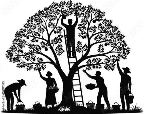 Silhouette of farmers picking fruit from large tree, workers harvesting with ladder and baskets in orchard, agriculture vector illustration