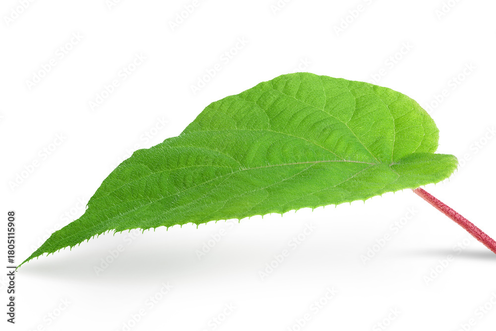 Fototapeta premium kiwi fruit leaf isolated on white background