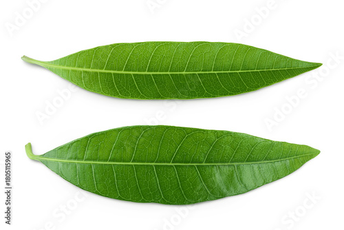 Green Mango leaf isolated on a white background. Top view. Flat lay