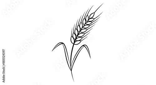 Black and white line art drawing of a single wheat stalk with leaves, depicting a common agricultural crop.