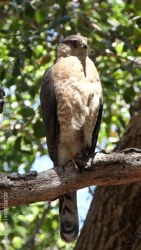 Coopers Hawk in oak tree in Simi Valley, California.  Vertical video.
