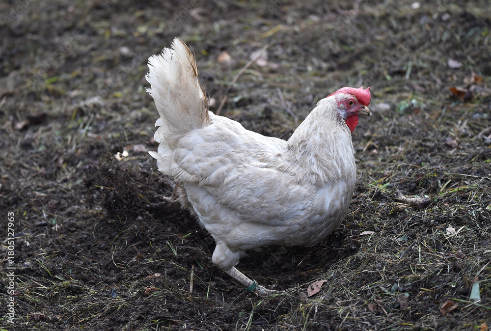 Fototapeta premium Henne sucht Futter in einer Freilandhaltung 