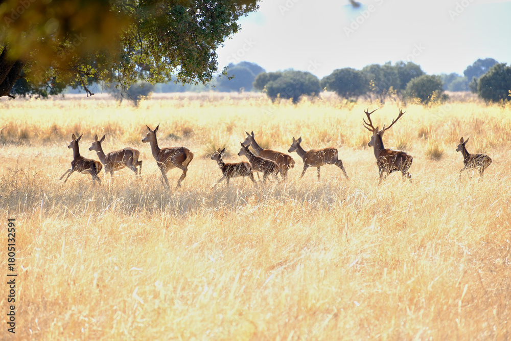 Naklejka premium Berrea en Parque nacional de Cabañeros