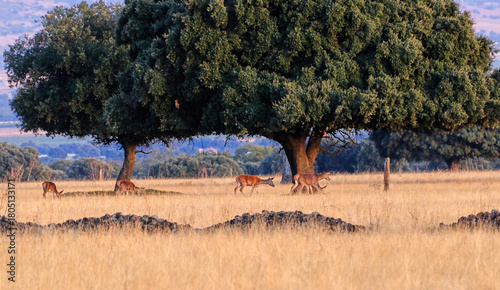 Tableau sur toile Berrea en Parque nacional de Cabañeros
