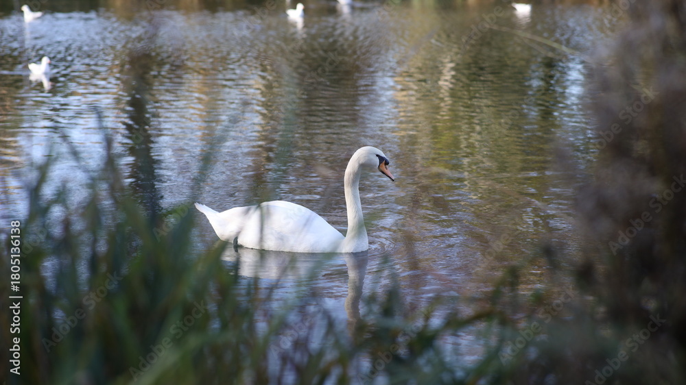 Fototapeta premium swan on the lake white lights natural beautiful water