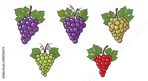 Colorful bunches of grapes purple green and red varieties displayed together