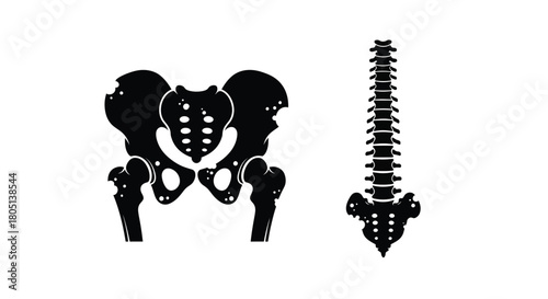 Anatomical illustration of the human pelvis and spinal column in black