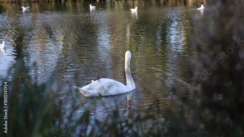 Fototapeta Naklejka Na Ścianę i Meble -  swan in the lake  light natural beautiful water green background 