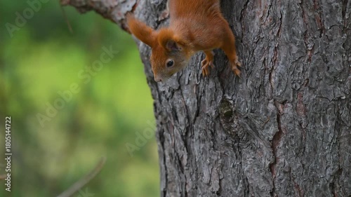 Acrobatic Red Squirrel Climbing Down Head-First