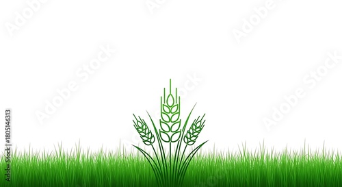Green wheat stalks with grass isolated on white background