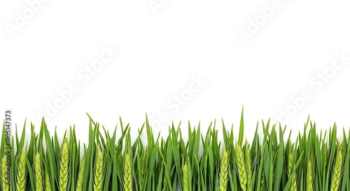 Green grass with young wheat sprouts growing in a field isolated on white background
