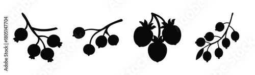 Berry and fruit silhouettes on branches isolated vector