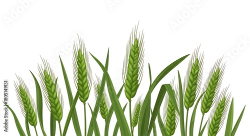 A dense cluster of vibrant green wheat stalks and leaves isolated on white background