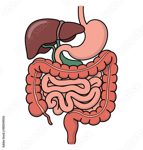 Illustration of the human digestive system with liver and intestines