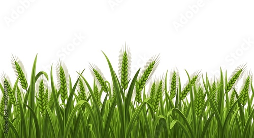 Illustration of green wheat stalks and grass, isolated on white background