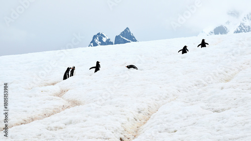 Gentoo penguins make their way uphill toward nests in trails they have created in the snow and ice, but for one lying down for a nap, in Antarctica.