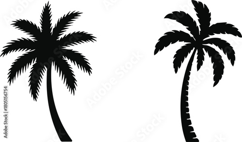 silhouette of palm tree