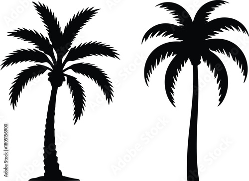 silhouette of palm tree