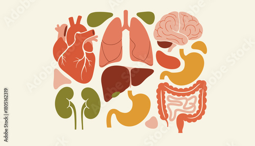 A stylized flat vector illustration showcasing a collection of essential human internal organs like the heart, lungs, and brain