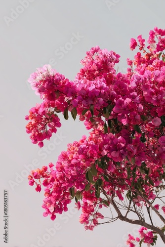 Bright Bougainvillea Blooms Against a Soft Wall in Warm Sunlight During Late ...
