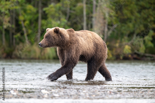 Alaskan brown bear standing in Brooks River