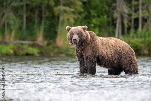 Alaskan brown bear standing in Brooks River