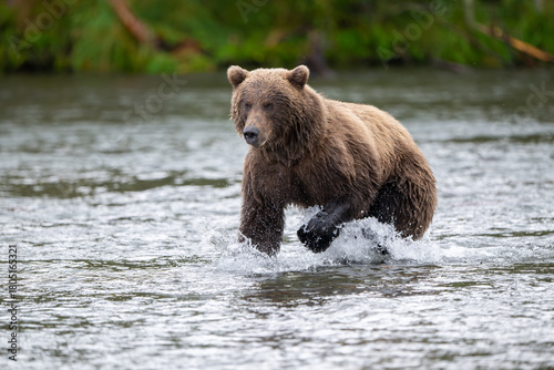 Alaskan brown bear chasing salmon in Brooks River