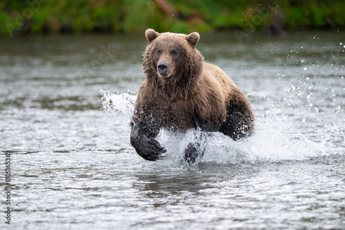 Alaskan brown bear chasing salmon in Brooks River