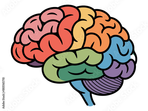 An illustration of the human brain, showing different colored lobes and the cerebellum.