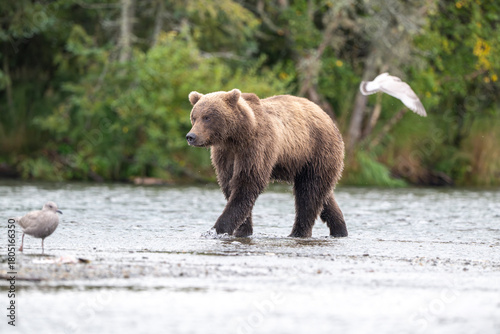 Alaskan brown bear standing in Brooks River