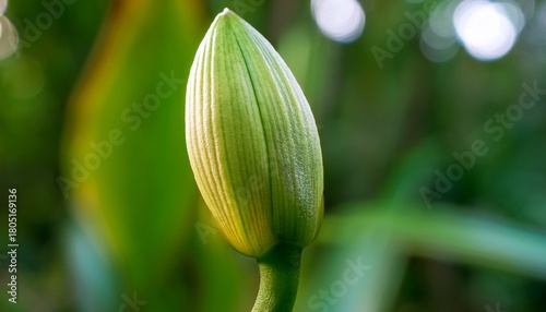 a tightly closed orchid bud with delicate vertical lines poised to bloom on a green stem surrounded by soft blurred foliage