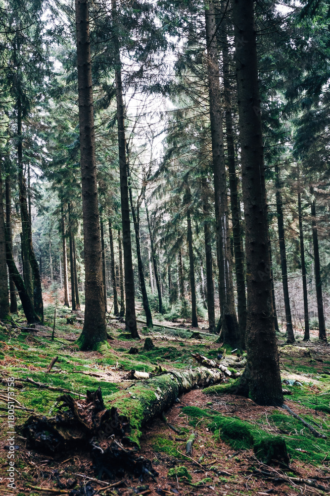 Obraz premium Autumn Forest with Colorful Fall Foliage