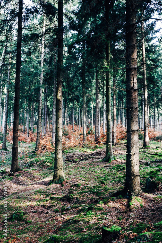 Obraz premium Autumn Forest with Colorful Fall Foliage