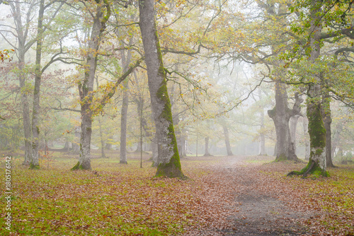 A road winds through ancient oak trees, shrouded in a soft mist, Altsasu, Navarre