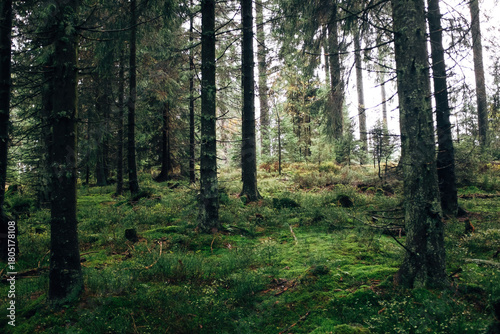 Wallpaper Mural Dense Forest in a National Park with Lush Greenery Torontodigital.ca