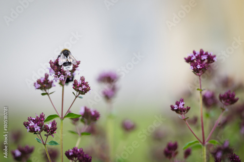 Close-up of a bumblebee collecting nectar from blooming oregano flowers. Soft background and shallow depth of field create a calm botanical scene.