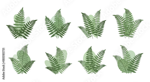 Fern leaves collection with transparent background