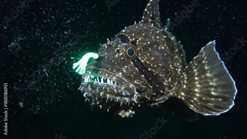 Deepsea anglerfish with sharp teeth  a bioluminescent lure swims in the dark ocean depths