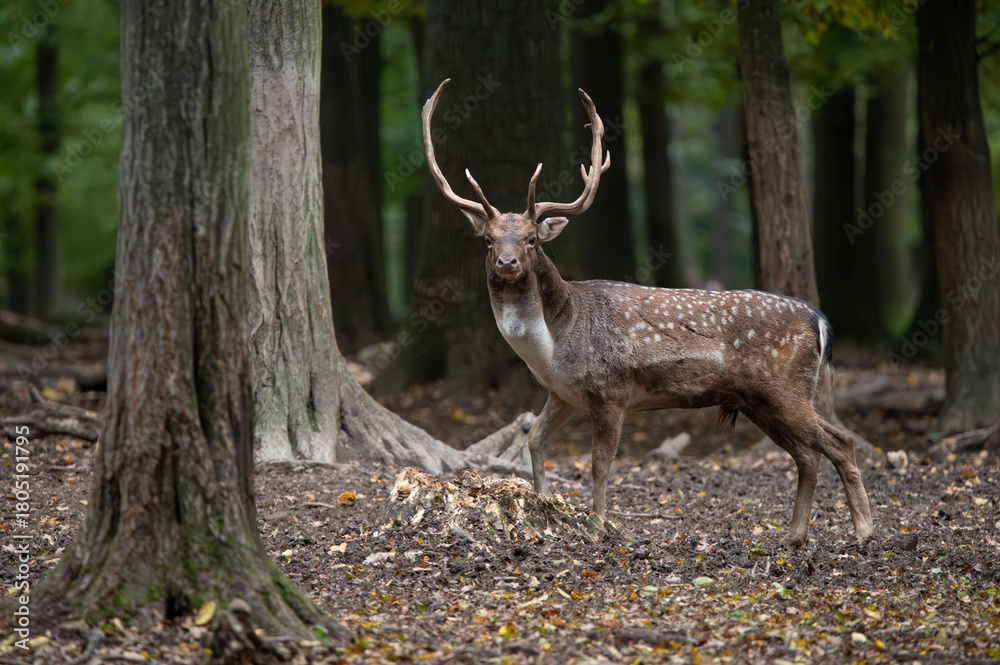Naklejka premium Dama dama and an important period of the year, the female rut.
