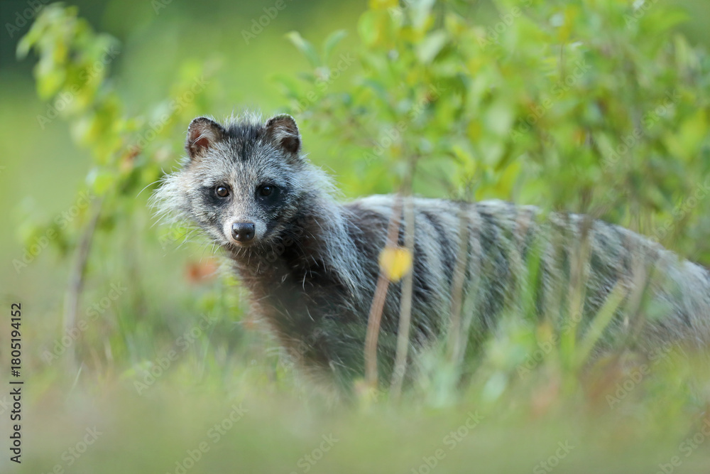 Fototapeta premium Jenot (Nyctereutes) raccoon dog